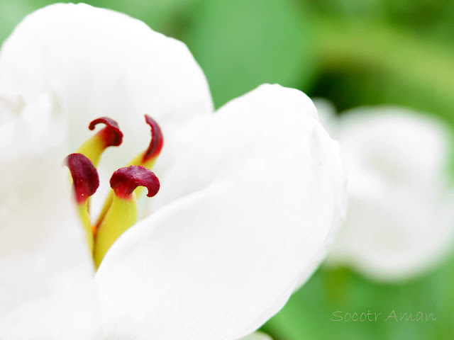 Paeonia japonica