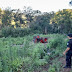 POLICIALES :Tragedia en San Pedro: agricultor murió aplastado por un tractor
