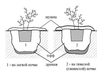 Як правильно посадити чорницю 