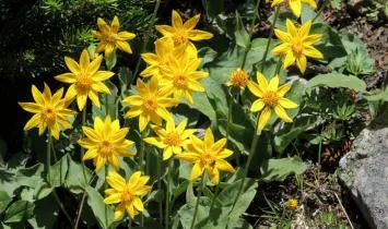 Some Useful Plants And Their Uses: Arnica twi name