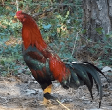 Ayam Kampung Indonesia