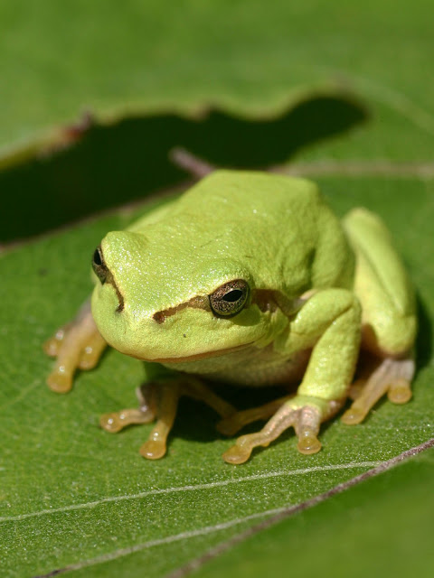 African tree Toad - Facts and Information - listanimals