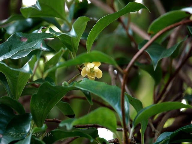 Kadsura japonica