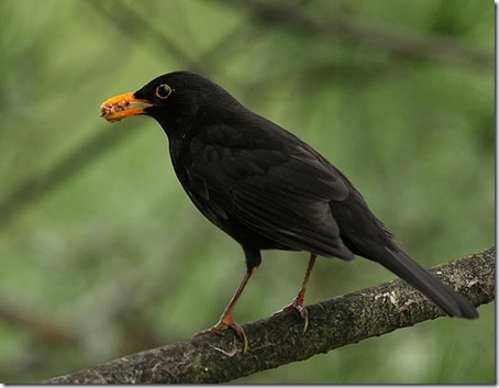 turdus_merula_02