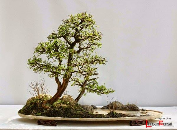 Hướng dẫn chăm sóc bonsai cho người không chuyên