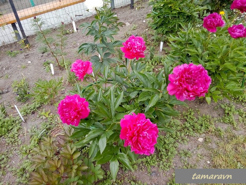 Пион 'Феликс Суприм' / Пион 'Felix Supreme' (Paeonia 'Felix Supreme')