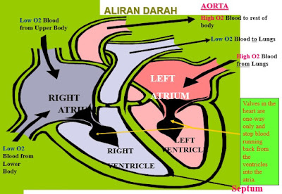 anatomi aliran darah