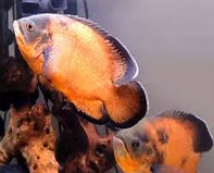 Ikan Oscar Jenis Harga Dan Cara Merawatnya Ikan Hias Air Tawar Laut Dan Aquarium