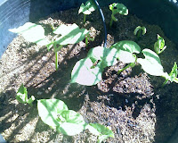 Bush Bean Seedlings