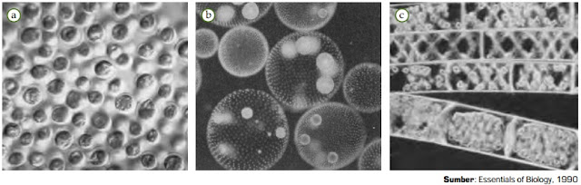 Ciri-Ciri Protista Mirip Tumbuhan (Alga / Ganggang) | Gambar, Contoh, Klasifikasi Protista Mirip Tumbuhan