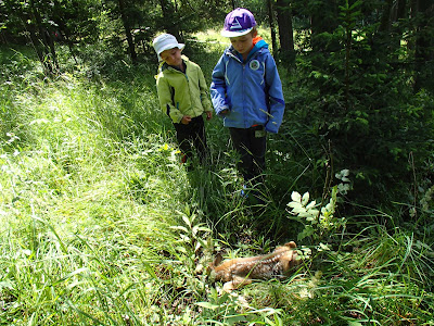 Orawa, grzyby na Orawie, różne gatunki muchomorów, jazda konna w lesie, mała sarenka, spotkanie z sarenką, Amanita ceciliae muchomor złotawy, Amanita vaginata muchomor mglejarka, muchomor twardawy  Amanita spissa, muchomor królewski Amanita regalis