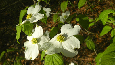 Dogwood