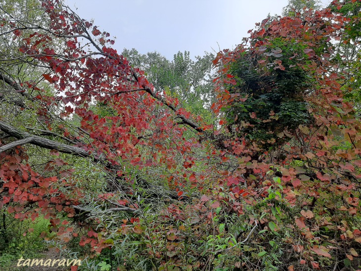 Виноград амурский (Vitis amurensis)