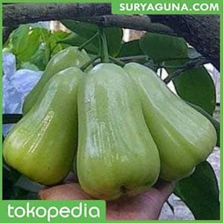 Bibit Jambu Madu Deli Hijau