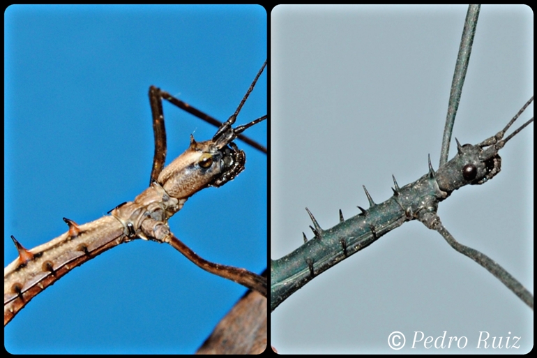 Detalle de la cabeza de una hembra y un macho de Acanthomenexenus polyacanthus