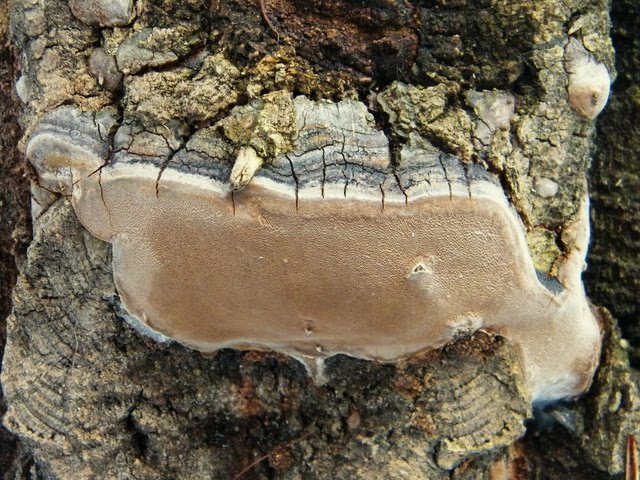 Phellinus robustus