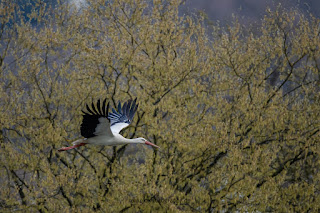 Wildlifefotografie Weißstorch Weserbergland Olaf Kerber