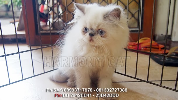 Hamster Dan Kucing Persia Murah Surabaya: DI JUAL KUCING 