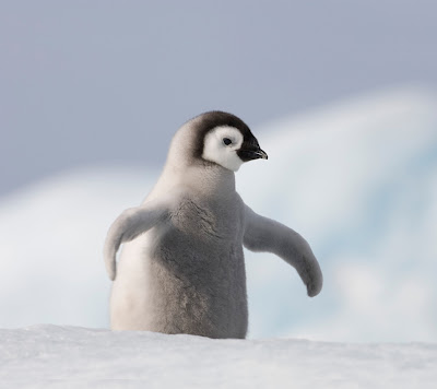 Cute Penguin Wallpapers