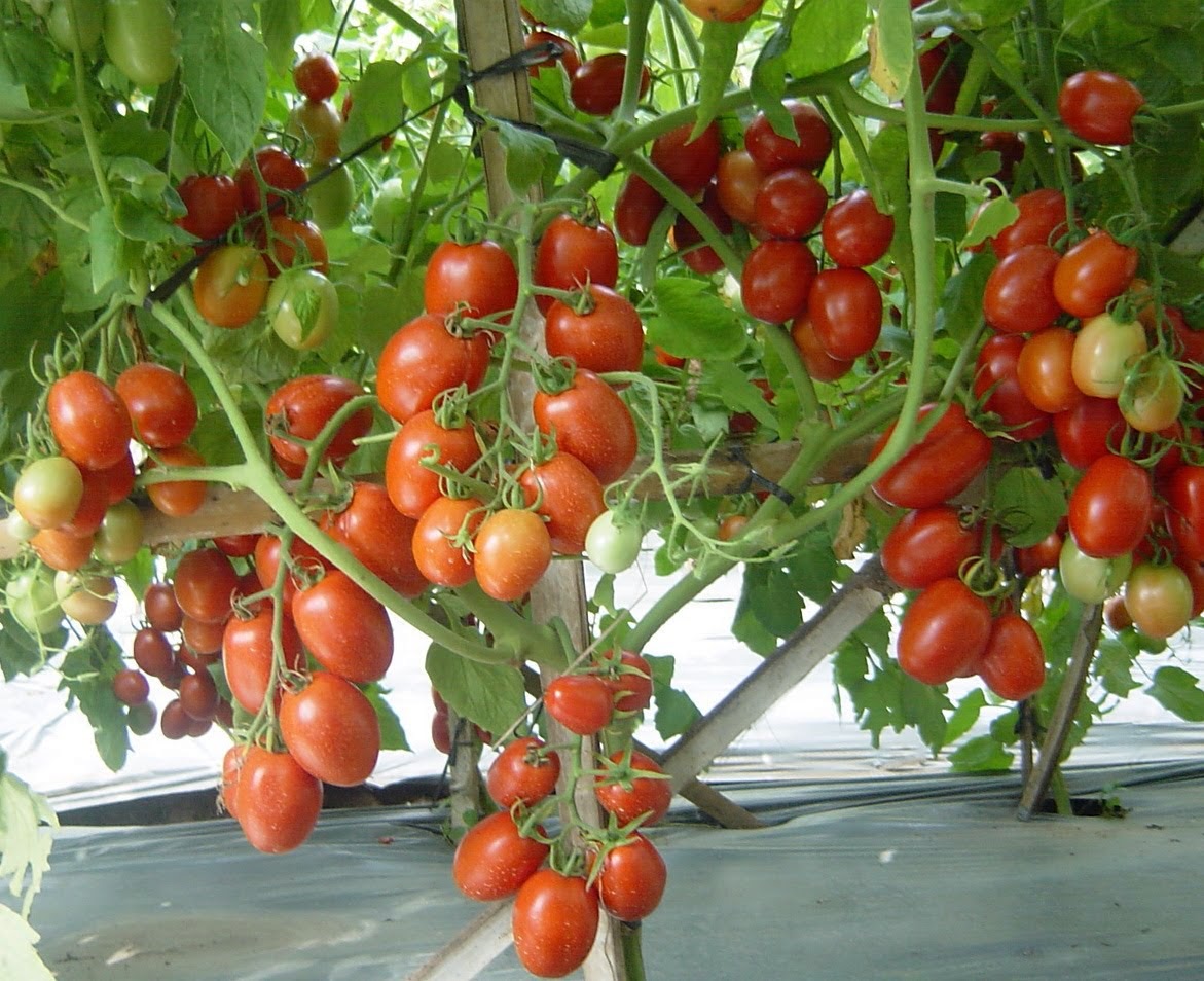 Cara Menanam Tomat, Jenis-jenis Buah Tomat