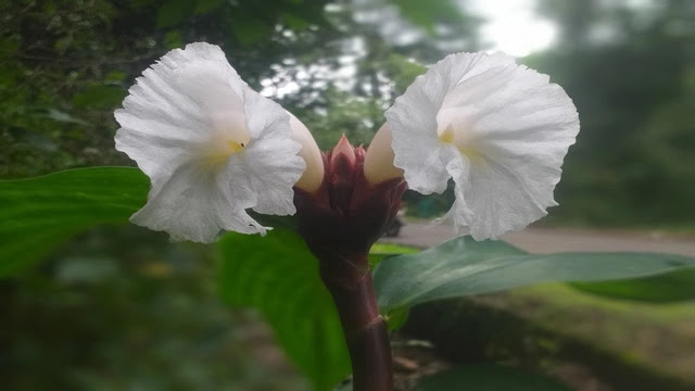 Costus speciosus