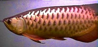 Ikan Arwana Golden Red