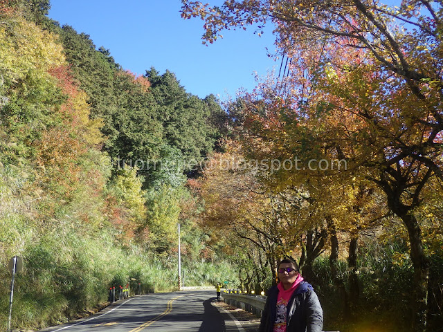 Alishan maple autumn foliage