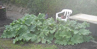 More rhubarb