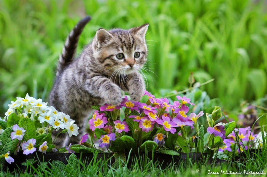 150 gambar kucing lucu dan imut termasuk anggora, persia, dan maine coon