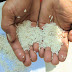 市民に評判の良い米屋が、『プラスチック米』を販売