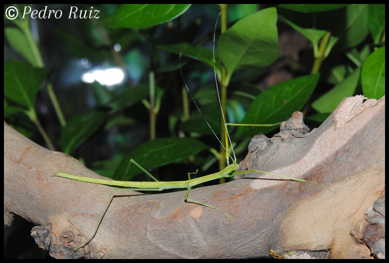 Ninfa L4 de Anarchodes annulipes, 5 cm de longitud