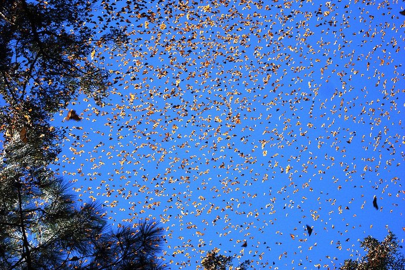 monarch-migration-12 monarch-migration-12