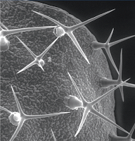 localization of nucleolin Cover image: Image of endoreplicated Arabidopsis leaf trichome cells