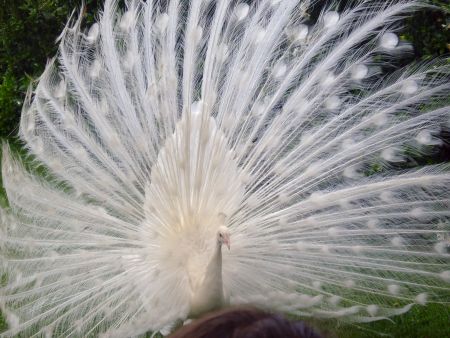 Albino Peacock