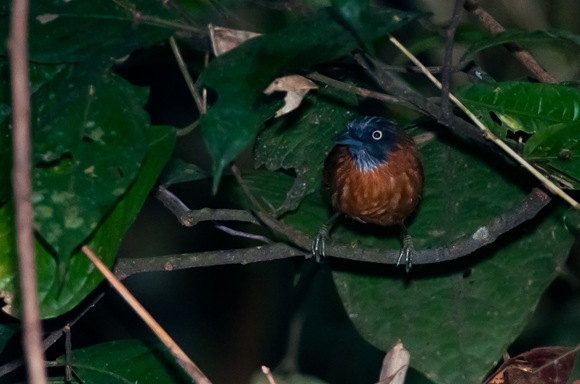 _DSC0002