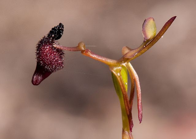 "Sexy" orchid (Drakaea glyptodon)