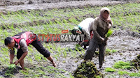 Berpakaian Dinas Lengkap, Bripka Didi Hartadi Turun Ke Sawah Bantu Petani Menanam Padi