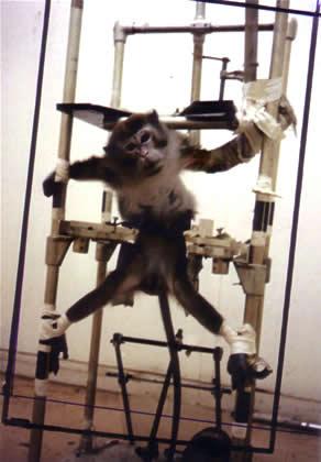 Say NO to Animal Testing!: Pictures!