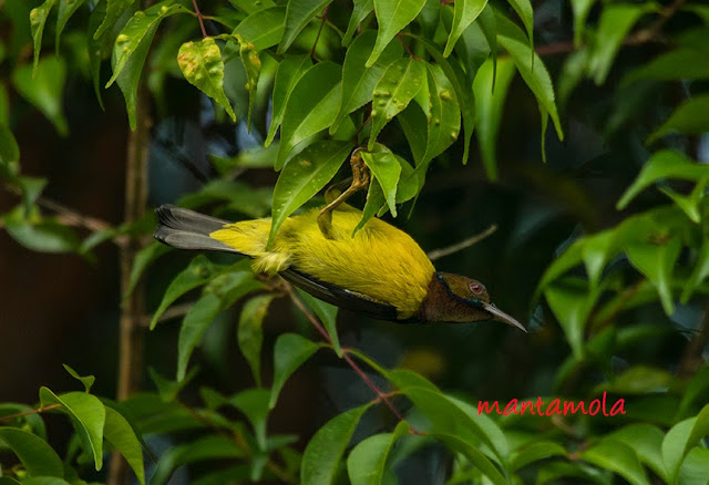 Brown-Throated Sunbird (Anthreptes malacensis)