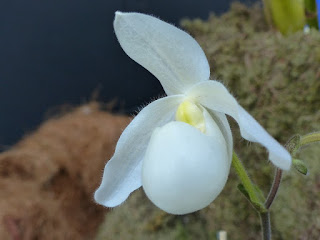 Paphiopedilum Deperle 