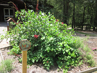 Butterfly Garden at Lynches River County Park © Katrena