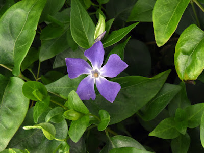 すべての花の画像 蔓花生缺点