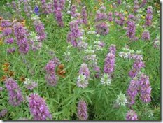 Monarda citriodora