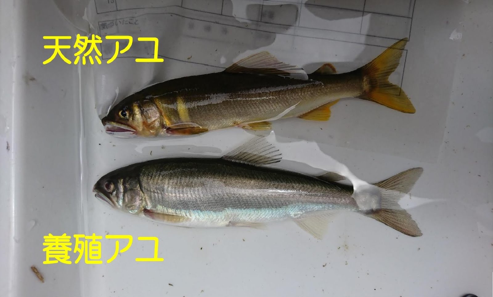 多様な生き物がすむ猪名川に 流域ネット猪名川 アユ学 天然アユは猪名川にいるのか