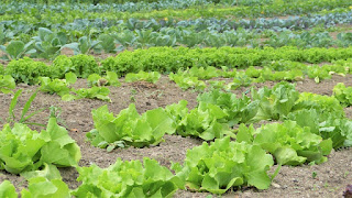 जैविक खेती की जानकारी| Organic farming information in hindi