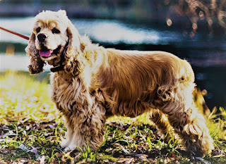 American Cocker Spaniel Dog History The breed of American Cocker Spaniel has a long history and comes from the UK. Back in the 14th century, spaniels, however, not American, but purely English was mentioned in the then literature. Spaniel means "Spanish dog." These pets have long been used in the hunting of birds (namely - woodcock - for this they were "awarded" the prefix "cocker"), however, in modern society, these qualities almost completely regressed.  Now when buying a spaniel, people first of all think not about how to drive a hair and a fox, but about what friend and companion for the whole family this dog will become. Over time, dog owners began to divide hunting spaniels into water and land, (both then and now, there are quite a few species of this breed - not only English and American Cocker Spaniel). Around the middle of the 19th century, breeders engaged in breeding this breed began to pay more attention to land-land spaniel species.  This period is characterized by the fact that it is thanks to this attention to the breeding of land species, there was a breed of English toy cocker spaniel. Several English spaniels were taken to America (around 1870), and by the end of the 19th century, there was an American Cocker Spaniel, which was rapidly gaining popularity. Of course, first of all, in America. In 1881, Clinton Wilmerding and James Watson created the American Spaniel Club - the oldest dog breeding club in America.  Subsequently, breeders and specialists in dog breeding noticed the characteristic differences between the English and American breeds, and even prevented their mixing, so that each retained its own distinctive features. The breed was first recognized in 1946 by the American Kennel Club.   Characteristics of the breed popularity                                           07/10          training                                               10/10  size                                                      04/10  mind                                                   08/10  protection                                          03/10  Relationships with children               09/10  dexterity                                             07/10    American Cocker Spaniel Breed information country  United States  lifetime  12-15 years old  height  Males: 37-39 cm Bitches: 34-37 cm  weight  Males: 11-14 kg Suki: 11-14 kg  Longwool  Average  Color  any    Description  The American Cocker Spaniel is a small dog with a short tail (which is usually bought at an early age) and long hair. Wool in general is a distinctive feature - silky, it has a wavy structure and shimmers in the sun. Also, the trait of these dogs is known to all - long ears. They require additional care, but more on that later. The physique is elegant, the eyes are expressive and kind.     Personality Cockers are very kind and friendly creatures that have increased emotional sensitivity. Very attached to the owners and just try to make them happy. In the wrong and aggressive upbringing, such sensitivity can result in various inadequate states of the dog, including neuroses, nervousness, and aggression towards strangers. And sometimes even in relation to members of his family.  If you treat your pet with love and understanding, you will not meet such phenomena. American Cocker Spaniel is active, loves games and walks, loves to spend time in the park and outdoors. It is perfect for keeping in the city apartment, including due to its small size - such living conditions do not constrain either the dog or its owner.  Breed American Cocker Spaniel is good for children, expresses great affection and love, however, it is desirable to teach the dog to the presence in the child's home since childhood. Other pets, especially cats, should also be introduced into the social circle as early as possible.     Teaching Cocker Spaniel, the dog is rather decorative, as hunting these animals has not been taken for a long time. Accordingly, the issue of training for any specific tasks (protection, protection, hunting), is not worth it, except that you are the owner of the circus or want to take prizes at exhibitions. But, in the first and second cases of advice, you most likely do not need it.  Raising a Cocker Spaniel is not a very difficult thing, the main thing to remember is that these dogs are very emotional. Therefore, it is better not to punish them very strongly, instead, it is better to constantly pay attention and limit unwanted manifestations, combining kindness and rigor. It is also necessary to provide games, walks, and contact with other dogs and people. Consistency and adequacy are the keys to success.     Care These dogs have a fairly long coat and need weekly combing. In addition, you definitely need to check their ears for infections and contaminants once-twice a week, as well as after walking in nature, as there may be ticks and other insects. Do not forget to prune the claws, clean the eyes in need and bathe the dog at least once a week.     Common Diseases The breed of American Cocker Spaniel for many decades was subjected to free interbreeding, which negatively affected the health of these dogs. On the one hand, if you buy a puppy with a good pedigree from a professional breeder who has conducted all the necessary tests, your pet will most likely be deprived of big health problems. But this is not always the case. The American Cocker Spaniel may have the following diseases:  Vision problems that can manifest themselves in different ways, including:          progressive retinal atrophy, a degenerative disease of retinal cells that progresses to blindness;          cataracts;          glaucoma;          eye anomalies.          If you notice any redness in your cocker's eyes or if it starts rubbing your face hard, take it to the veterinarian for a check.          Autoimmune hemolytic anemia (AIHA).          Hypothyroidism.          Primary seborrhea her.          Allergies are a common disease in dogs and American cocker spaniel may be particularly prone to it.          Idiopathic epilepsy is often inherited and can cause mild or severe seizures. Remember that convulsions can be caused by a lot of other causes, and therefore when they appear immediately contact the veterinarian.         Hip dysplasia in dogs is a pathological formation of the hip joint, which can cause pain and lameness. The breeder should check his dogs for this pathology, and have certificates.         A dislocation of the pate includes a dislocated kneecap. In this state, the knee joint (often the back leg) slides in different directions, causing pain