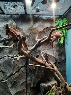 Melihat reptil di Lembang Zoo