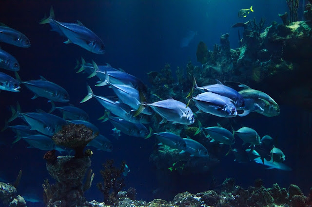 Aquarium HD Wallpaper Fish Photo Live