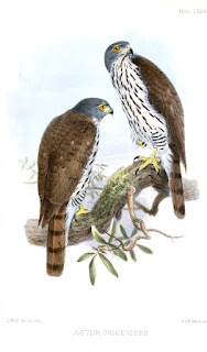 Accipiter griseiceps