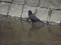 Carrion crow on the bed of the Onda River – Naruse, Machida, Japan - photo by Denise Motard, Mar. 2013